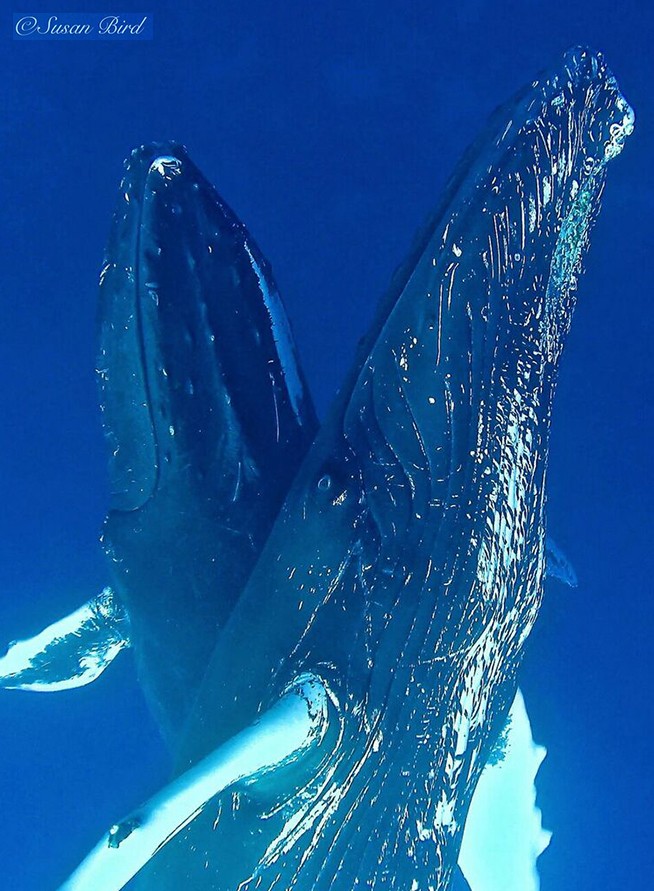 VerticalWhales VerticalWhales