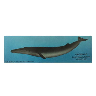 Fin Whale Bookmark