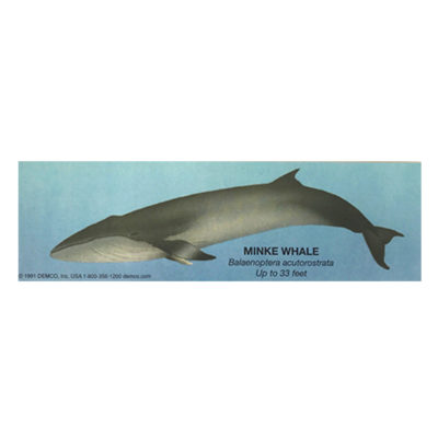 Minke Whale Bookmark