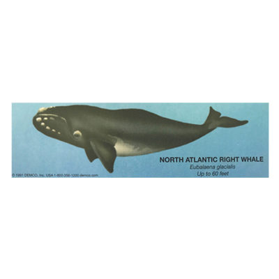 N. Atlantic Right Whale Bookmark