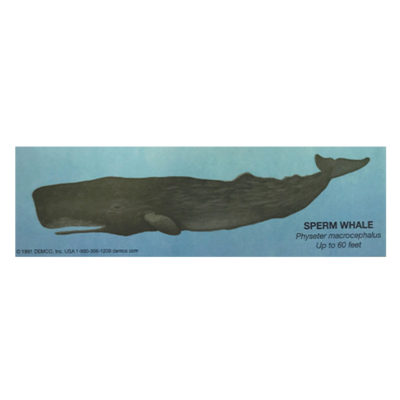 Sperm Whale Bookmark