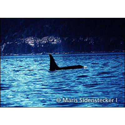 Adopt a Whale (L1 Image)