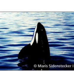 Adopt a Whale and Vaquita
