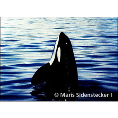 Adopt a Whale (Spy Hop Image)