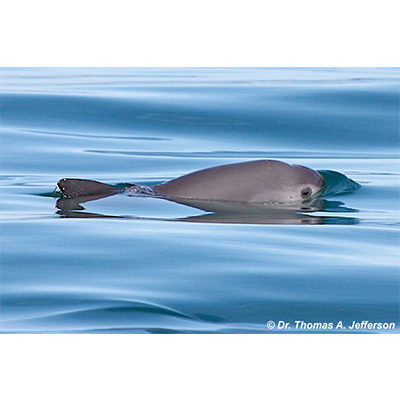 Adopt a Vaquita Porpoise