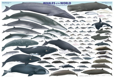 Whales of the World Poster