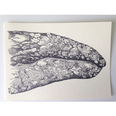 Gray Whale Note Cards
