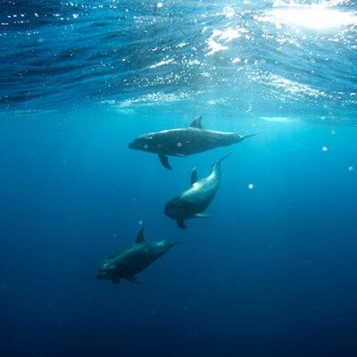 Dolphins_Thumbnail