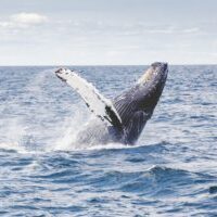 Humpback
