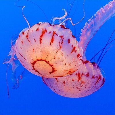 Jelly_Thumbnail