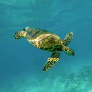 Turtle_Thumbnail