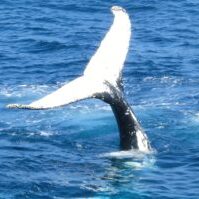 jennett-bremer-53234